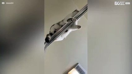 Gata adora relaxar no vão do cortinado da banheira!