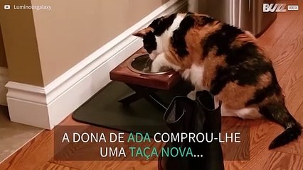Gata adora "nadar" na sua taça de água