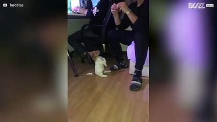 Cachorrinho pede comida de forma peculiar