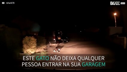 Gato não deixa o carro do dono passar