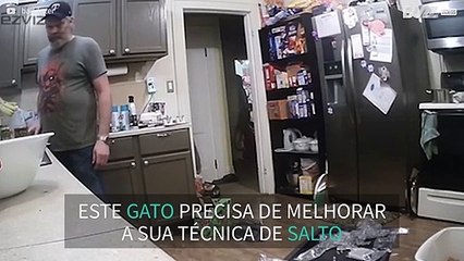 Gato precisa de melhorar os seus saltos