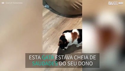 Gata demonstra saudades sentidas pelo dono