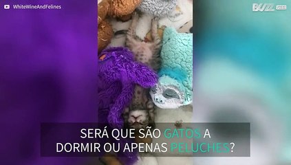 Gatinhos adoráveis dormem no meio dos peluches