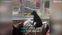 Cão canta enquanto dona toca saxofone!