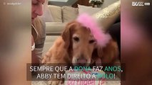 Cadela recebe bolo sempre que a dona faz anos!