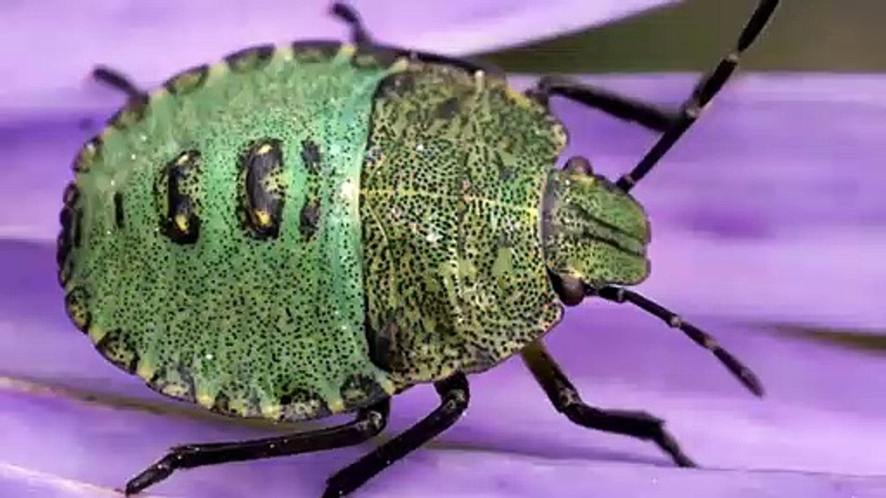 Why Do Stink Bugs Keep Coming In My House?