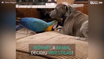 Arara adora brincar com coleira de pitbull