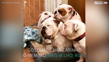 Mãe buldogue recebe carinho da família