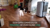 Gato diverte-se a brincar com laser!