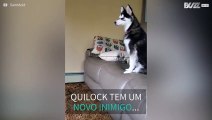 Cão adorável apercebe-se do seu reflexo pela primeira vez!