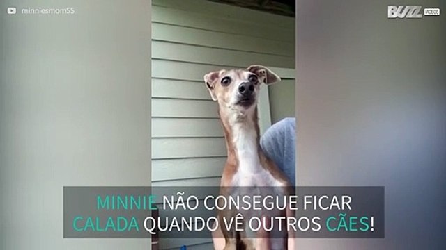Cadela começa a ganir sempre que vê outros cães!