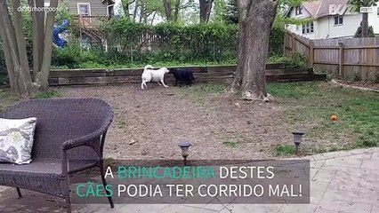 Cães cheios de energia quase destroem telemóvel