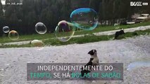Até à chuva este cão adora brincar com bolas de sabão!