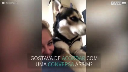 Conversa matinal com husky é adorável
