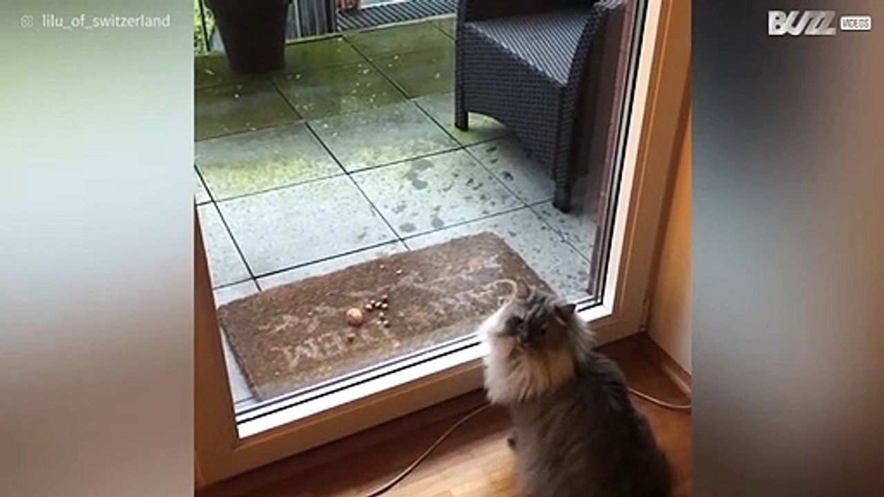 Gata observa esquilo com demasiada atenção