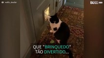 Gato diverte-se com portinha para animais