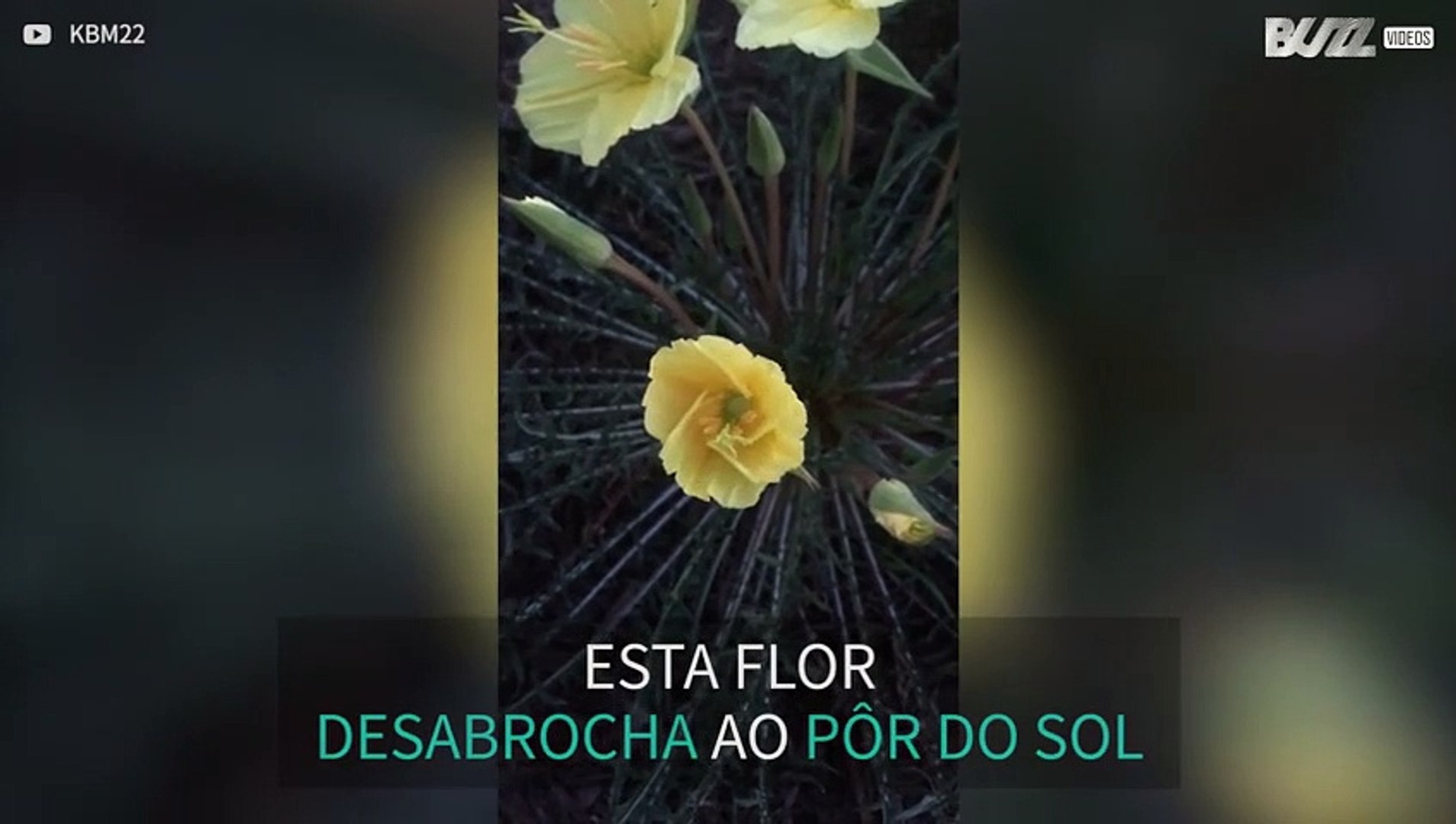 Jovem filma desabrochar impressionante
