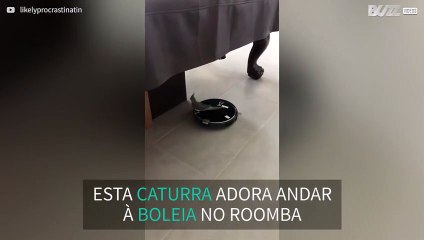 Caturra adora andar à boleia de roomba