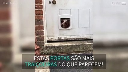 Cão aprende a usar portinhola para sair de casa!