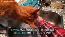 Gato tenta beber água sempre o dono lava as mãos