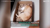 Gata delira com caixa de cartão esfarrapada!