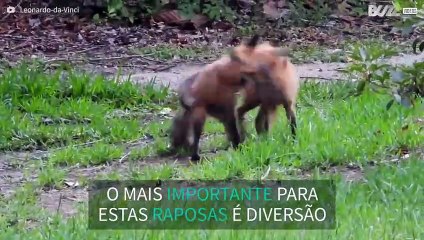 Raposas bebé divertem-se em quintal alheio