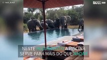 Família de Elefantes  junta-se para beber água da piscina