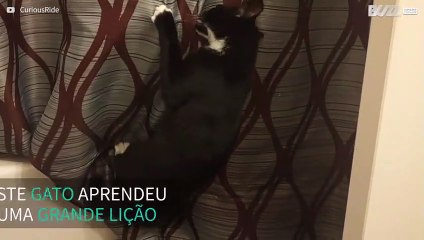 Gato fica com as unhas presas na cortina da casa de banho