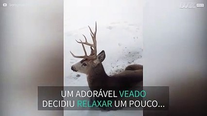 Veado descansa à porta de casa no Canadá
