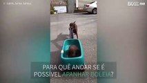 Labrador bebé recebe boleia da irmã mais velha!