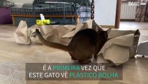 Gato descobre o plástico bolha