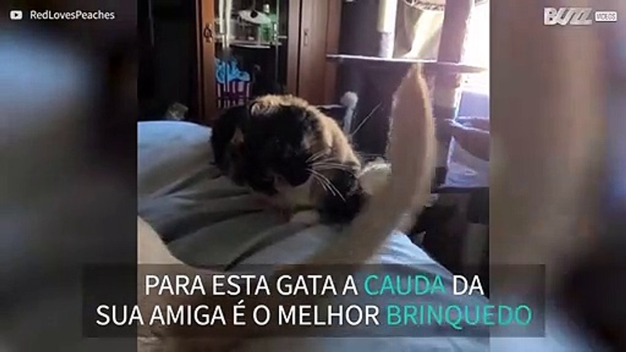 Gata adora brincar com a cauda da sua amiga canina