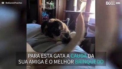 Gata adora brincar com a cauda da sua amiga canina