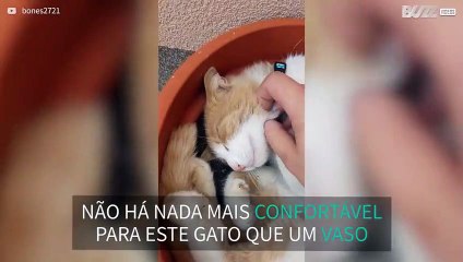 Gato adora dormir em vaso