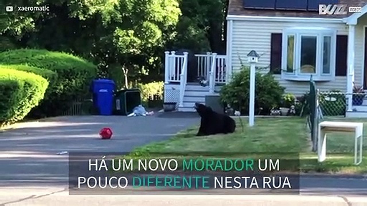 Urso invade zona comercial e destrói comedouro de pássaros