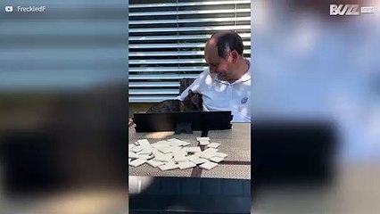Gata adora cheirar o suvaco do dono