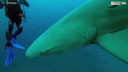 Tubarões-limão aproximam-se de mergulhadores