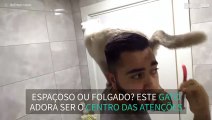 Viver com este gato não é nada fácil!