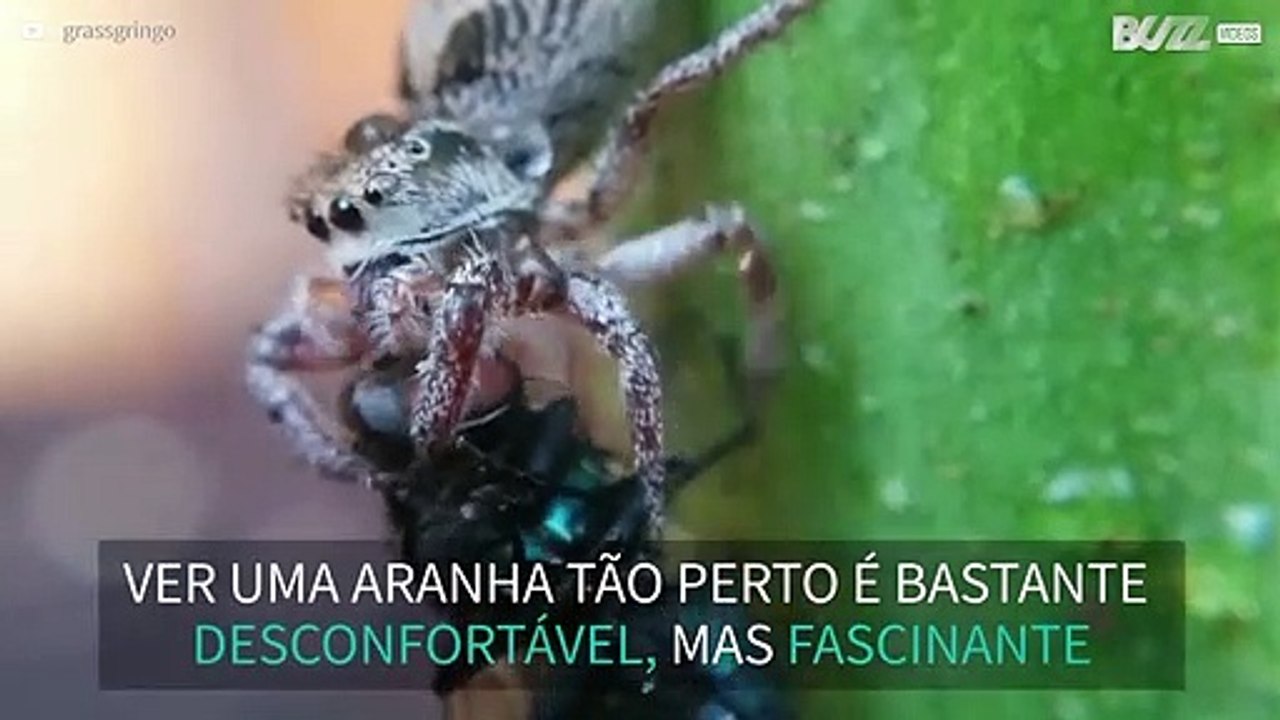 Aranha devora mosca em lente macro!