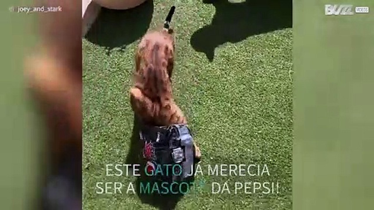 Gato-de-bengala diverte-se com plástico