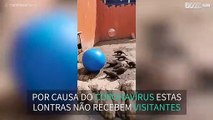 Lontras brincam com bola de exercício