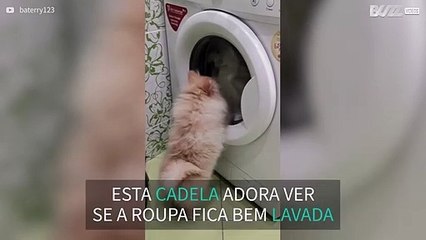 Cadela gosta de manter máquina de lavar sob controlo