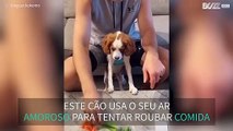 Cão tenta comer petiscos do dono