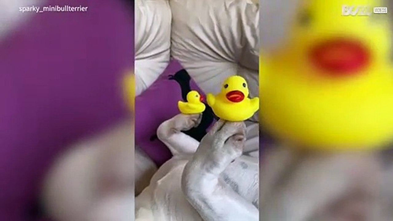 Cão equilibra patinhos de borracha nas patas