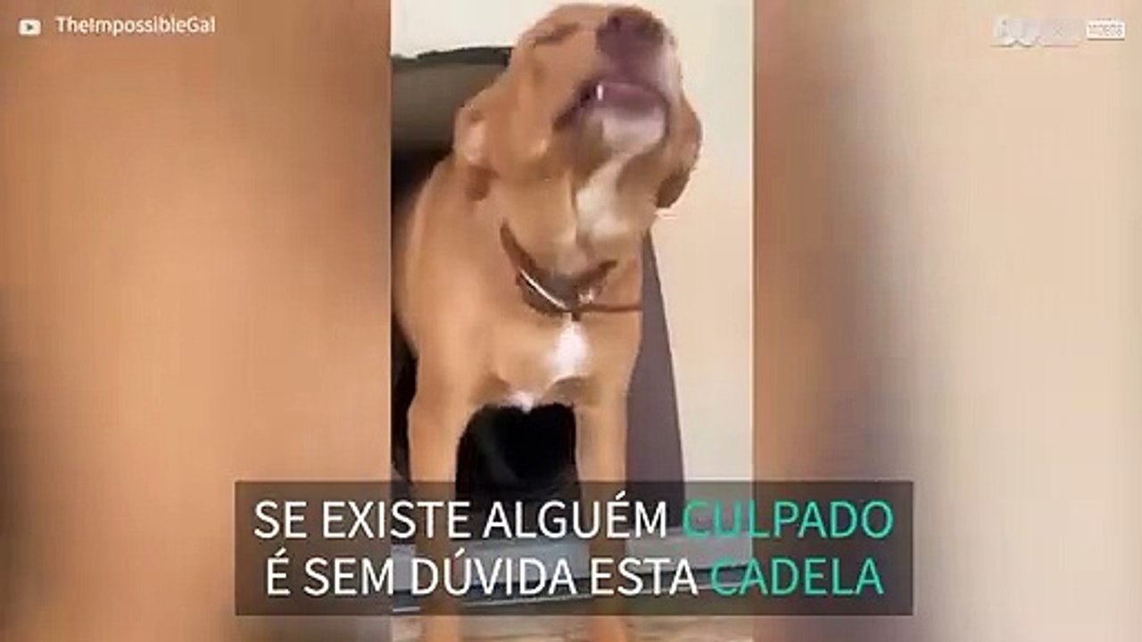 Cadela não consegue evitar parecer culpada