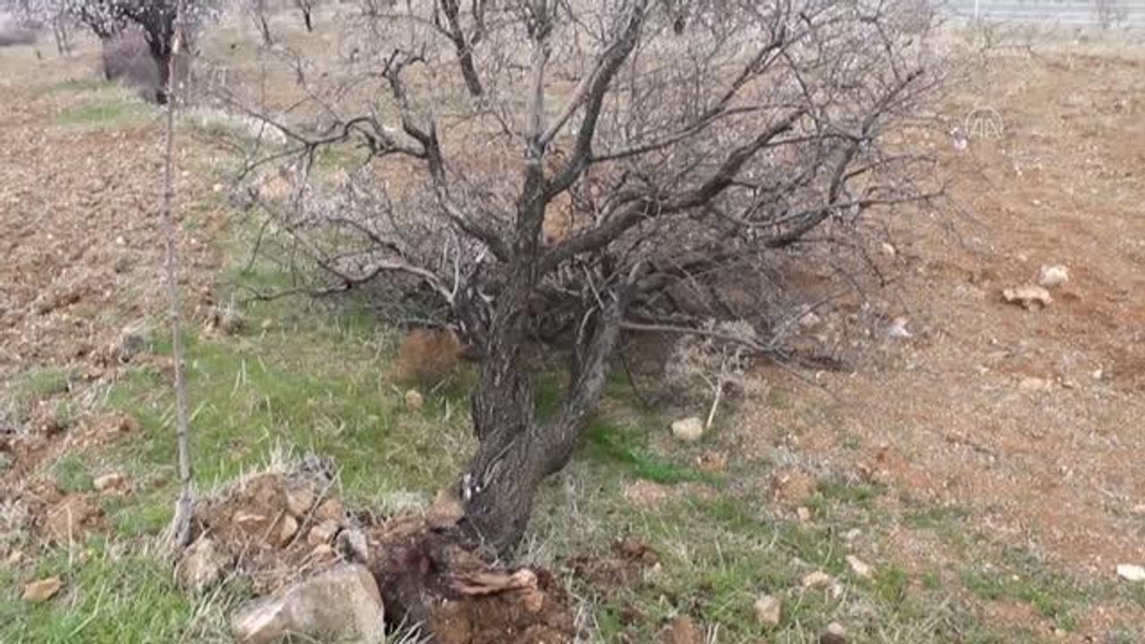 Şiddetli fırtına ağaçları devirdi