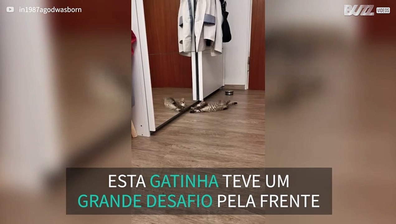 Batalha emocionante entre gatinha e o seu reflexo