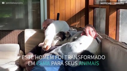 Cão e gato transformam o seu dono em cama
