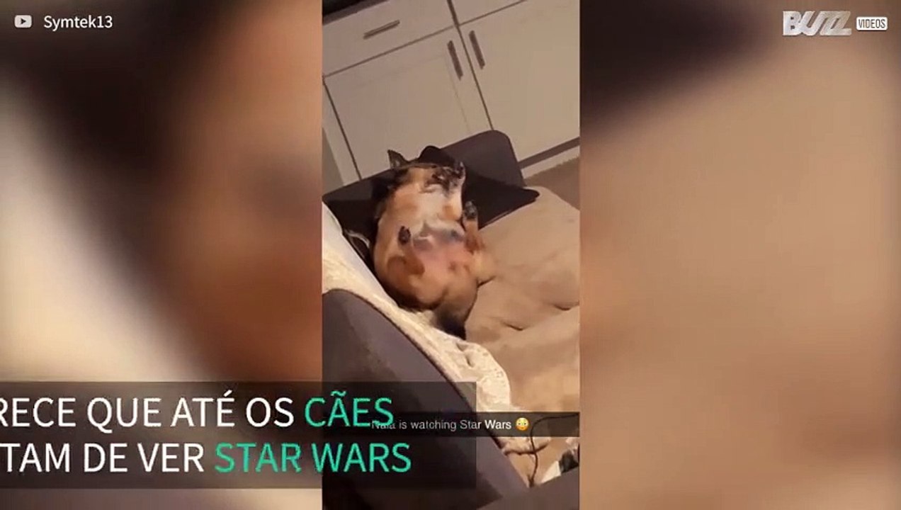 Dono encontra cadela deitada no sofá a ver Star Wars
