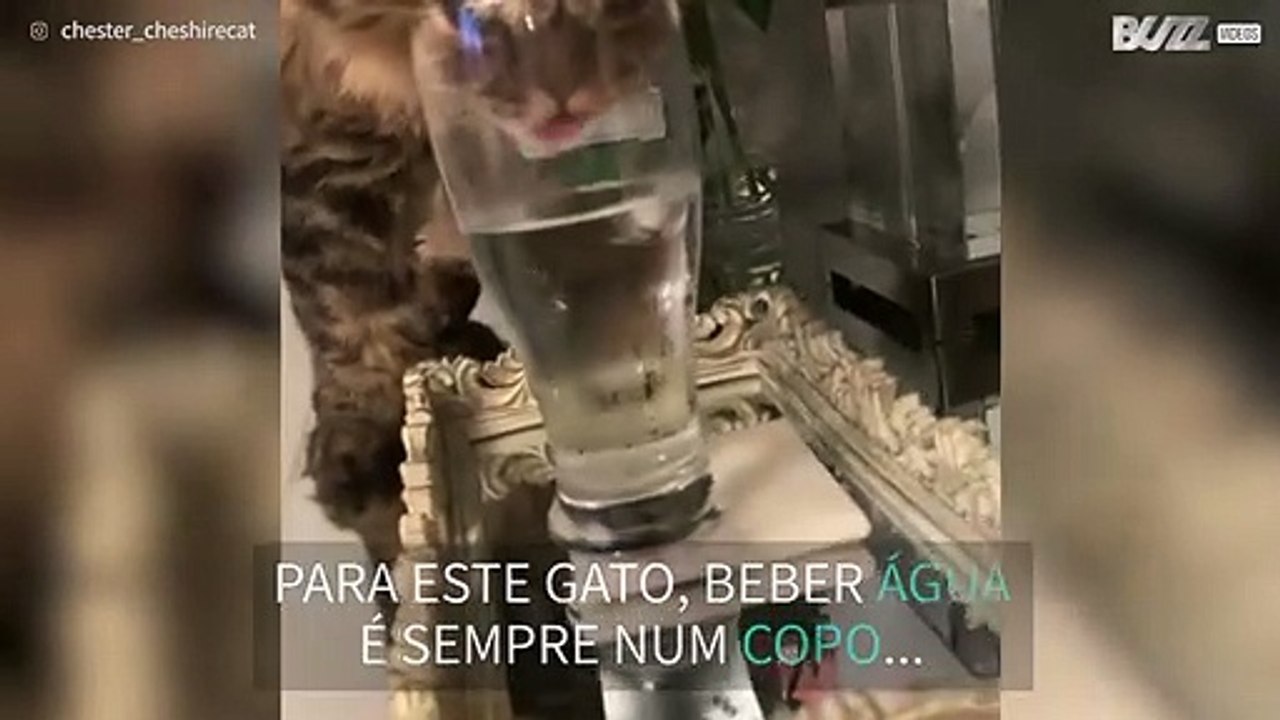 Gato adora beber água em copos!